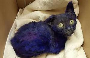Woman Finds a Blue Cat, Initially Believed It Was a Rare Breed, Only to Discover It Was Maliciously Dyed