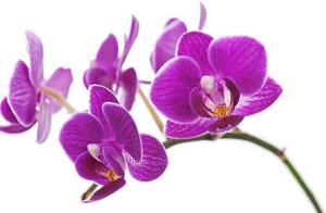 Psychology: Which Flower Do You Think Is the Most Unusual? Find Out Your Fortune for Next Month