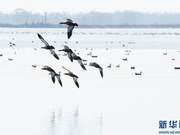 Spring Arrives in the Steppe: A Gathering of Birds