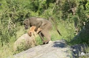 Strange Scene in the Animal World: South African Baboon Steals a Baby Lion and Groomed Its Mane