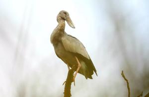 Critically Endangered Crane-Beaked Storks Appear in Yunnan's Longling