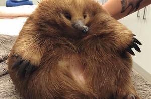 The Obese Man's Luck! Australian Fat-Tailed Beaver Escapes Car Accident by Being Too Fat