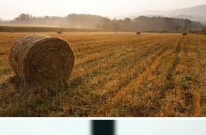 The World as Seen by Animals