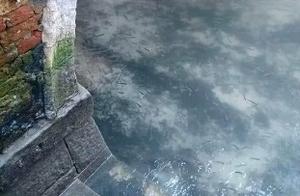 Changes in Nature After the Siege: Venice Canals Are Crystal Clear, Stray Dog Clusters in City Centers