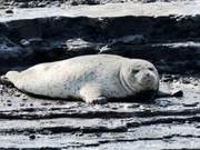 Dongying: A Juvenile Spotted Seal Rescued and Returned Home