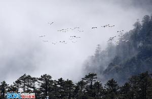 International Bird Day | Top 10 Bird Watching Spots in Sichuan Recommended by Bird Watching Experts