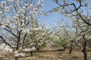 Handan's Pear Blossom Seas: Guaranteed to Blow Up Your Friends' Social Media Feeds – Pear Blossom