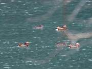 Spring River Waters Warm – It Knows First, Over a Hundred Mandarin Ducks Play in Changhua Creek