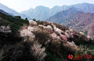 Shangcheng County: The Spring Scenery is as Beautiful as a Painting