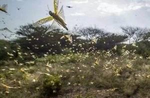 Three Thousand Ducks Took Flights to Eat Insects and Combat Locust Swarms