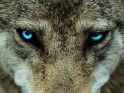 Wolves: Humanity’s ‘Mentors,’ They Are Not Cruel But Rational
