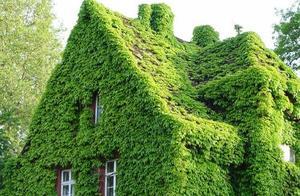 Window Scenery