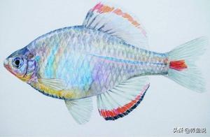 Still better to raise native fish like this, and in recent years more people like to raise them. They are also relatively easy to raise in aquariums.