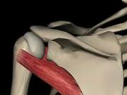 Exercise Anatomy - Small Round Muscle, Large Round Muscle (Part 2)