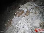 Rare Photo of Four Snow Leopards Together Exposes; It's a Female Snow Leopard with Three Cubs
