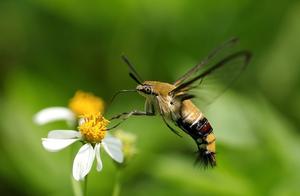 Common Insects – Moths