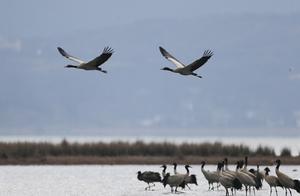 Wining, Guizhou: Black-necked Cranes Migrate North