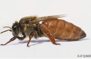 Why Do Male Honeybees That Mate with the Queen Bee Die Quickly?