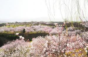 Qin'an Peach Blossoms Bloom, Reflecting Spring Light