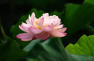 On ‘Yùn Wèi’ (The Essence of Elegance)
