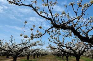 Shangqiu Yu City Tiandai Temple: Ten Thousand Acres of Pear Blossoms Enticing the Senses