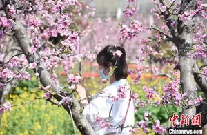 Peach Blossoms in Full Bloom along the Northern Foothills of the Qinling Mountains in Yelang Segment