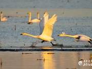 Yellow River Wetland Swans Dancing #Awaken Wonderful Spring #