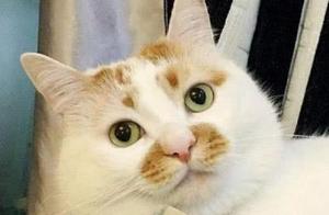 These cat breeds are easy to take care of, simply the 'lazy man's gospel'.