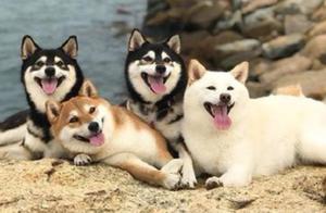 Confused Between Shiba Inu and Akita Inu? "Expression Pack" Shows Anger!