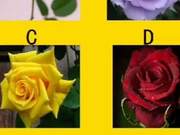 Which rose do you like most? What aspects do you find most attractive to men?