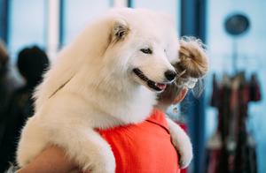 Standard Weights and Shoulder Heights of 5 Common Dog Breeds: What to Do If Your Dog is Too Thin?