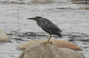 Famous ‘Fishermen’ of Nature Appear in Longquanshan! Green Herons Detected in Winter at Longquanshan Mountain