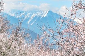 Linzhi Peach Blossom Beauty Compares to the Grand Canal
