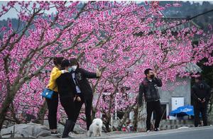 How Beautiful is Spring in Longquan Yi?