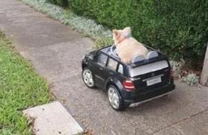 Dog Drives Out to Play, Arrested by Police Halfway, Surprisingly Calm