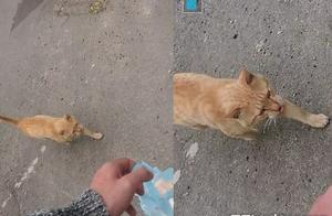 Passing by to Get Breakfast - Fat Orange Cat Ambush and Intense Chase