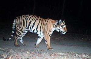 2000 Kilometers! Tiger Sets New Migration Record, ‘Epic Journey’ Ends Short of a Spouse