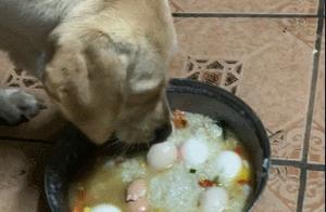 Mother Dog Just Gave Birth to Puppies, Giving 7 Eggs to Replenish Her Body – Dog Mom Moved to Tears