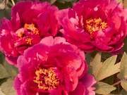 I Pity Fallen Flowers and Refrain from Sweeping, Fearing It Will Damage My Complexion and Add to My Sorrow; A Sudden Shower Falls from the Sky, Please Comment