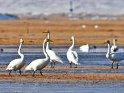 North Ting National Wetland Park: Ecological Harmony, Birds and Joy