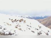 Deer Call in the Mountains! Large Numbers of Wild White-lipped Deer Chase and Play on Snowy Mountains in Sichuan's Ganzi, Shiqu, and Stone Rivers