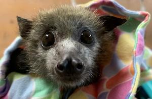 The Owen Family Saves Animals in Australia's Forest Fires – A Stunning Number of 90,000+