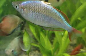 Investigation of the Causes and Treatment Plan for Fin Rot in Goldfish (Observed by Fish Enthusiasts)