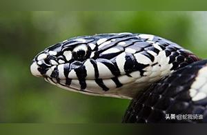 Some snakes can cause a sense of fear, but they are non-venomous.