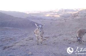 Large Herd of Wild Camels Frequently Appears in the Dunhuang West Lake Nature Reserve