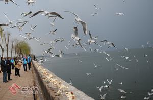 High-Definition Photo Set: Tonghai, Yunnan - Qilu Lake and the Seagulls Become a New Tourism Brand