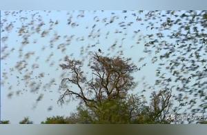 Deep-Fried or Barbecued Locusts: Juicy Meat, Delicious Like Shrimp, Taste to Know