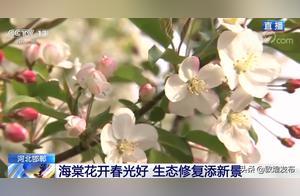 Handan, Hebei: Camellias Blossom, a Beautiful Spring; Ecological Restoration Adds New Scenery