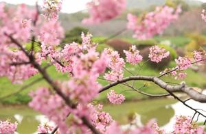 When Wuhan East Lake Cherry Blossoms Meet Red Tile White Walls