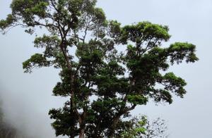 Veiled in Mist, Dreamlike and Illusionary Danya Mountain of Huizhou